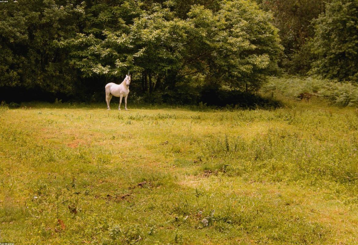 Unicorn
